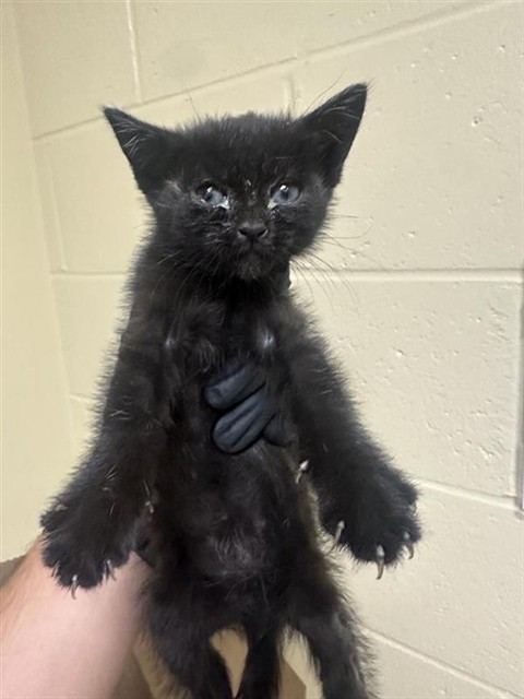 Shelter Stray Female Cat last seen SPECIALTY CIR & FLORIN PERKINS RD, 2127 Front St, Sacramento, CA 95818, USA