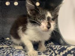 Shelter Stray Female Cat last seen ALTOS AVE & ACACIA AVE, 2127 Front St, Sacramento, CA 95818, USA