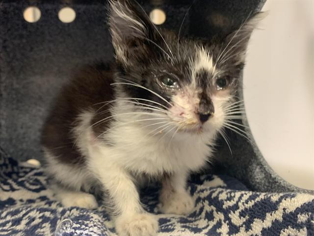 Shelter Stray Female Cat last seen ALTOS AVE & ACACIA AVE, 2127 Front St, Sacramento, CA 95818, USA