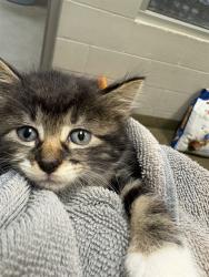 Shelter Stray Female Cat last seen Near BLOCK RIBAULT RD, 2020 Forest St, Jacksonville, FL 32204, USA