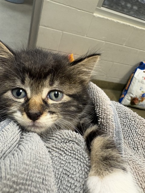 Shelter Stray Female Cat last seen Near BLOCK RIBAULT RD, 2020 Forest St, Jacksonville, FL 32204, USA