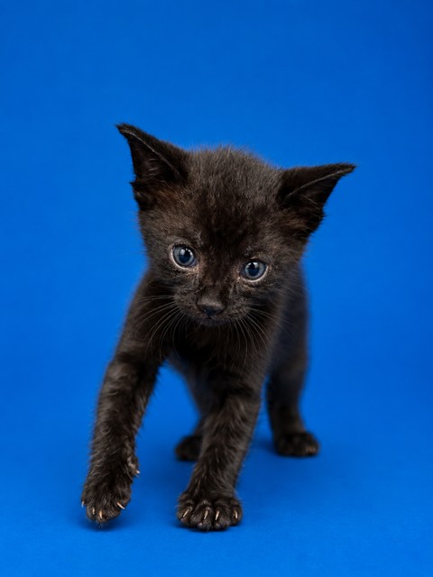 Shelter Stray Male Cat last seen Near BLOCK POTTSBURG DR., 2020 Forest St, Jacksonville, FL 32204, USA