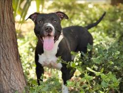 Shelter Stray Male Dog last seen , 957 N Gaffey St, San Pedro, CA 90731, USA