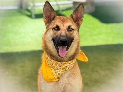 Shelter Stray Female Dog last seen , 957 N Gaffey St, San Pedro, CA 90731, USA