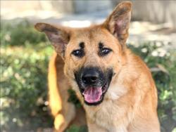 Shelter Stray Male Dog last seen , 957 N Gaffey St, San Pedro, CA 90731, USA