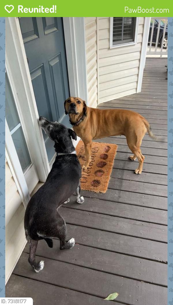 Reunited Female Dog last seen Aquila Road, Benson, NC 27504