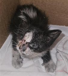 Shelter Stray Female Cat last seen Near BLOCK SHEPARD ST, BAKERSFIELD CA 93313, 3951 Fruitvale Ave, Bakersfield, CA 93308, USA