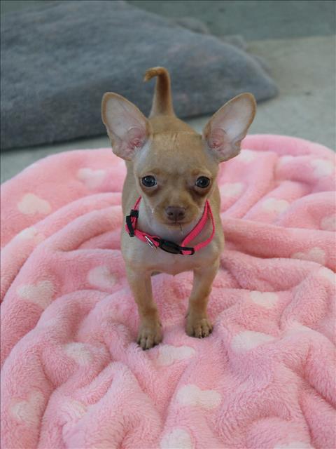 Shelter Stray Female Dog last seen , 14409 Vanowen St, Van Nuys, CA 91405, USA