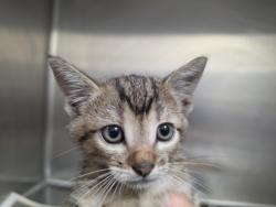 Shelter Stray Male Cat last seen , 3201 Lacy St, Los Angeles, CA 90031, USA