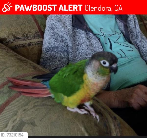 Lost Unknown Bird last seen Minnesota Ave & Colorado, Glendora, CA 91740