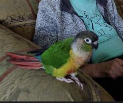 Lost Unknown Bird last seen Minnesota Ave & Colorado, Glendora, CA 91740