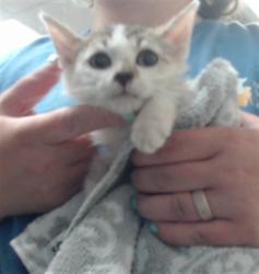 Shelter Stray Female Cat last seen Near BLOCK MINOR ST, FAYETTEVILLE NC 28301, 4704 Corporation Dr, Fayetteville, NC 28306, USA