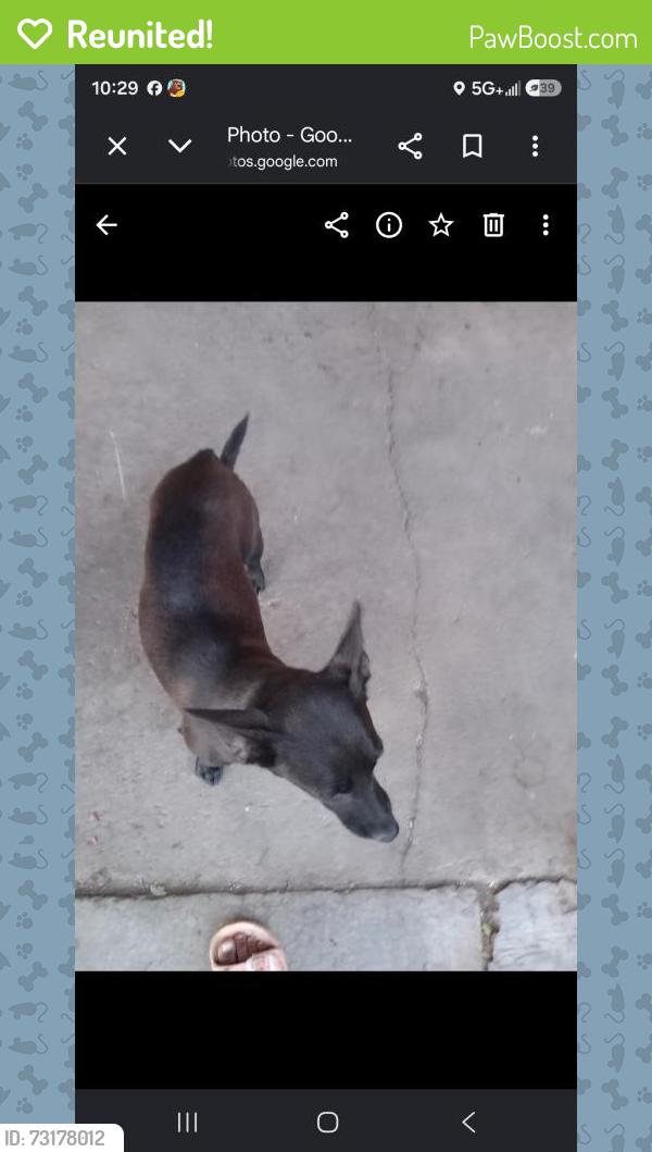 Reunited Female Dog last seen El segundo blvd/ Avalone, Los Angeles, CA 90061