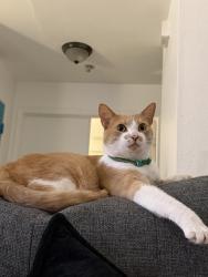 Lost Male Cat last seen Kohl’s, Sacramento, CA 95843
