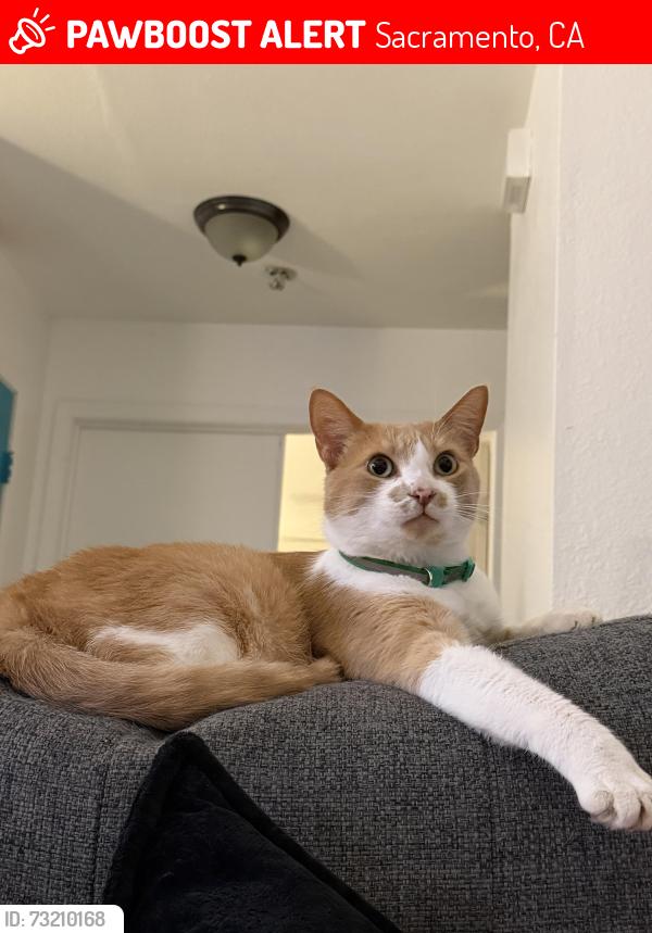 Lost Male Cat last seen Kohl’s, Sacramento, CA 95843
