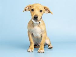Shelter Stray Male Dog last seen A26-104996, 5501 E Van Buren St, Phoenix, AZ 85008, USA