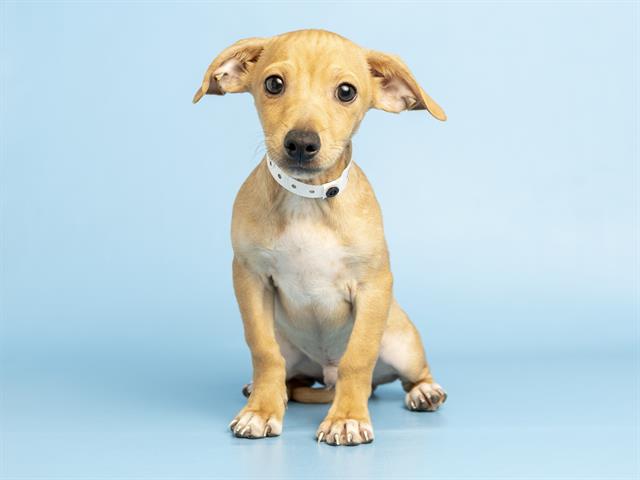 Shelter Stray Male Dog last seen A26-104996, 5501 E Van Buren St, Phoenix, AZ 85008, USA
