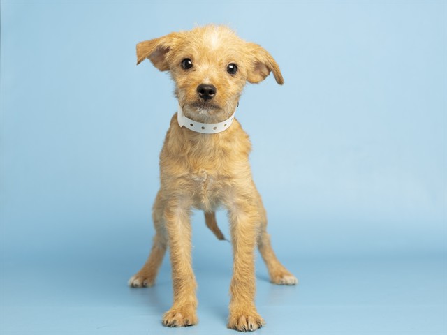 Shelter Stray Female Dog last seen A26-104996, 5501 E Van Buren St, Phoenix, AZ 85008, USA