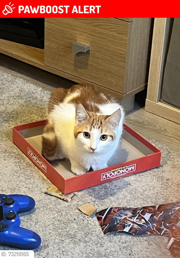 Lost Female Cat last seen Outside hse, Wiltshire, England SN13 9SA