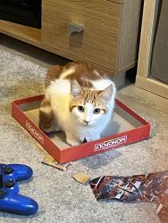 Lost Female Cat last seen Outside hse, Wiltshire, England SN13 9SA