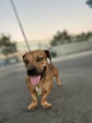 Shelter Stray Male Dog last seen E Muscat Ave & S Harding Ave, Fresno/Malaga Zone Fresno CO 3 93725, CA, 1510 W Dan Ronquillo Dr, Fresno, CA 93706, USA