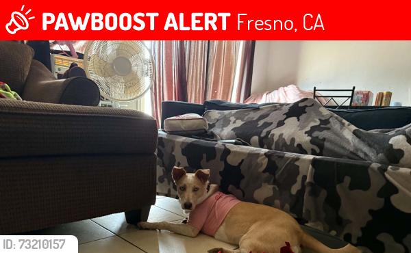 Lost Female Dog last seen Polk and gettysburg, Fresno, CA 93722