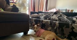 Lost Female Dog last seen Polk and gettysburg, Fresno, CA 93722