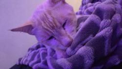 Lost Male Cat last seen Community center, Oak View, CA 93022