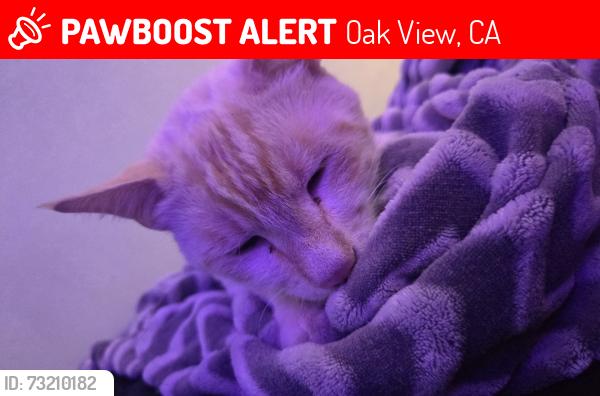 Lost Male Cat last seen Community center, Oak View, CA 93022