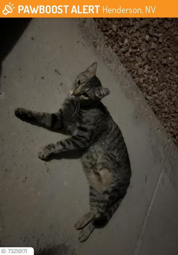 Found/Stray Male Cat last seen Ramrod and mountain vista, Henderson, NV 89014