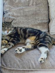Lost Female Cat last seen Alice Street, Cwmdu, Cwmbwrla, Wales SA5 8HB