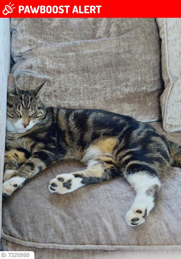 Lost Female Cat last seen Alice Street, Cwmdu, Cwmbwrla, Wales SA5 8HB