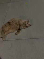 Found/Stray Unknown Cat last seen In front of The Maxwell, Campbell, CA 95008