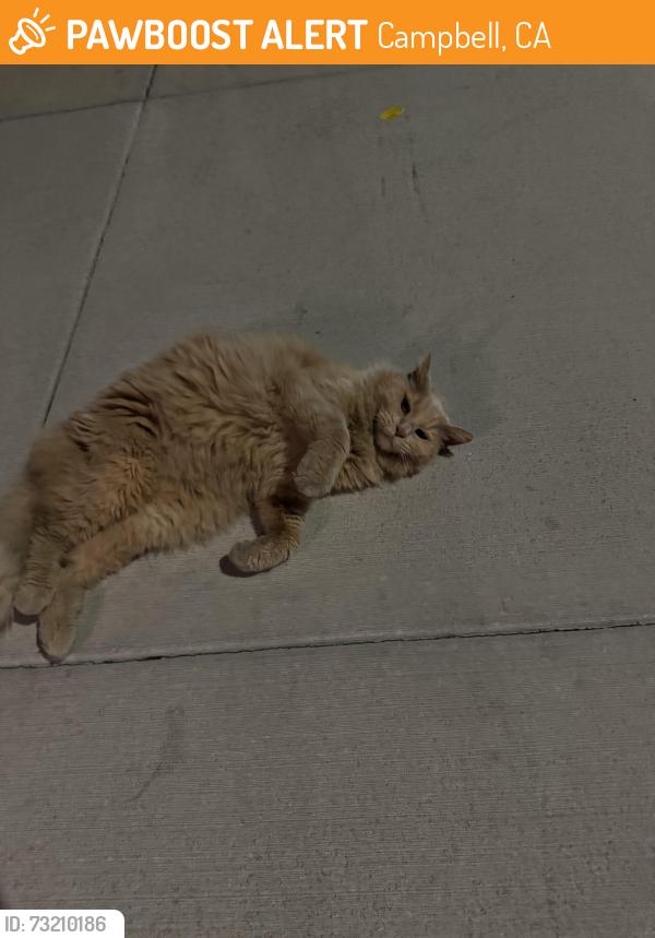 Found/Stray Unknown Cat last seen In front of The Maxwell, Campbell, CA 95008