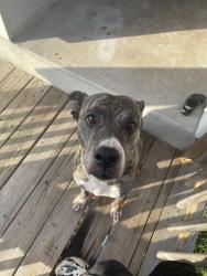 Found/Stray Female Dog last seen Target Selma, Selma, TX 78154