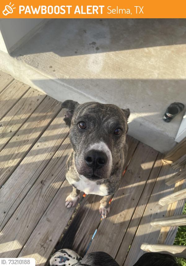 Found/Stray Female Dog last seen Target Selma, Selma, TX 78154