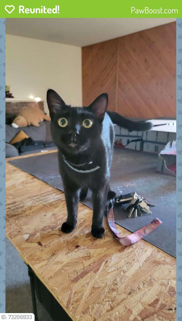 Reunited Male Cat last seen clbh lane and Middlecoff Drive, Huntington Beach, CA 92649