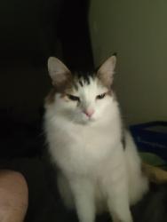 Reunited Male Cat last seen Dymott Ave. and Furik Place, Milton, ON L9T 7V1