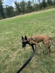 Lost Female Dog last seen 63rd and Ashland, Chicago, IL 60636