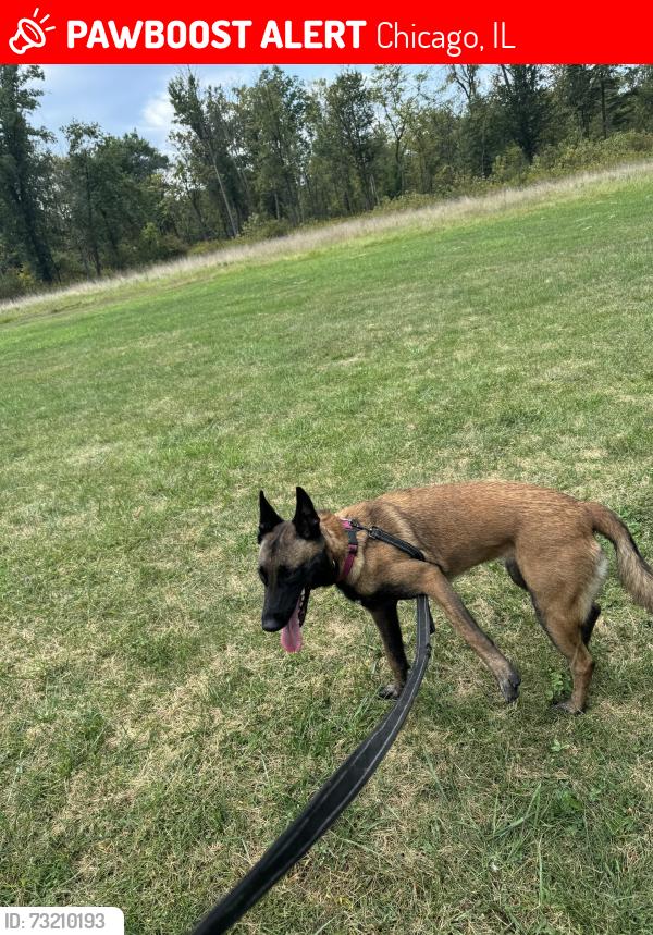 Lost Female Dog last seen 63rd and Ashland, Chicago, IL 60636