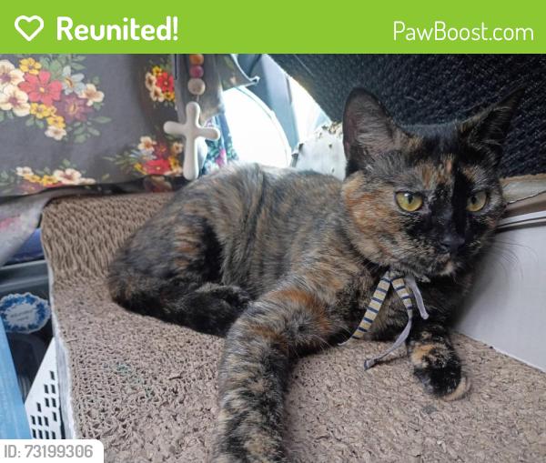 Reunited Female Cat last seen Decatur and Mandeville, New Orleans, LA 70117