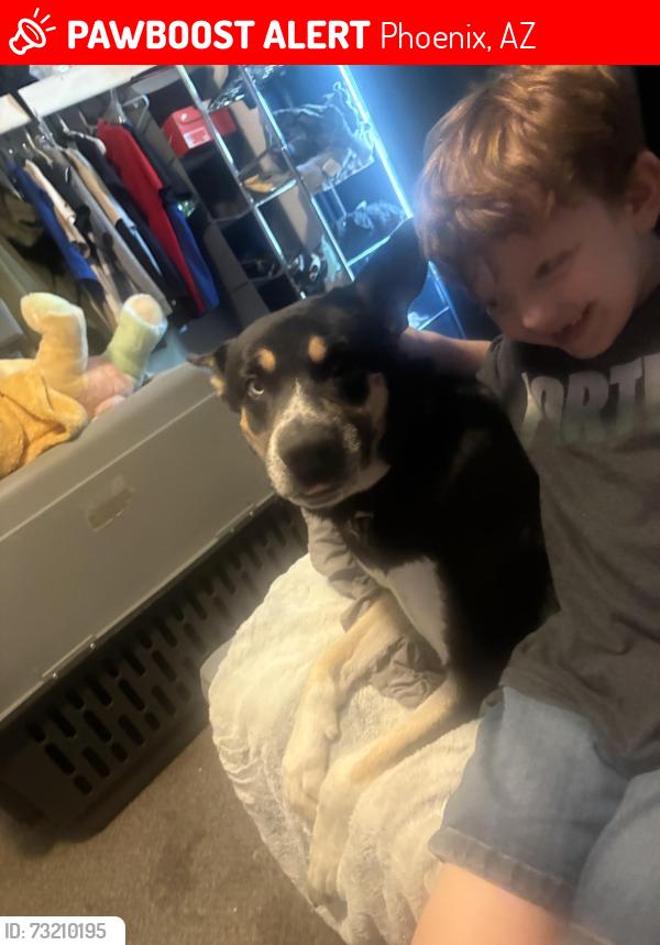 Lost Male Dog last seen Near w windrose dr Phx az 85029, Phoenix, AZ 85029