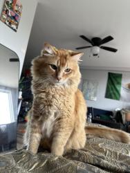 Lost Male Cat last seen Columbus ave and W 76th St, New York, NY 10023
