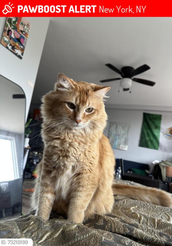 Lost Male Cat last seen Columbus ave and W 76th St, New York, NY 10023