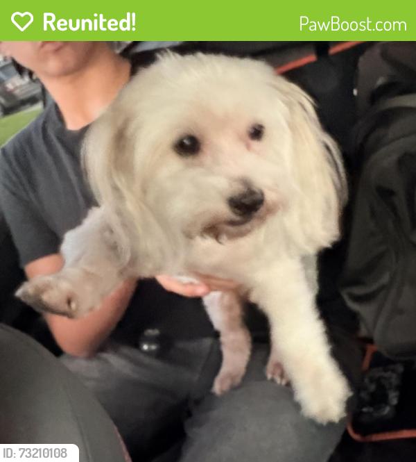 Reunited Female Dog last seen N. Delay Ave & East Groverdale St., Charter Oak, CA 91740