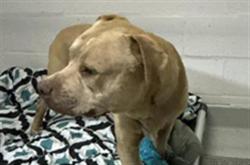 Shelter Stray Male Dog last seen Near BLOCK W BELMONT AVE, FRESNO CA 93728, 5277 E Airways Blvd, Fresno, CA 93727, USA