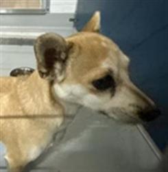 Shelter Stray Female Dog last seen Near BLOCK W BELMONT AVE, FRESNO CA 93728, 5277 E Airways Blvd, Fresno, CA 93727, USA