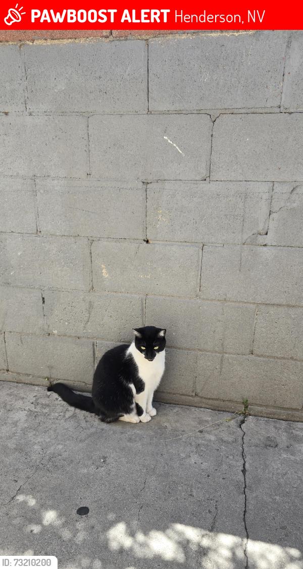 Lost Female Cat last seen Mountain vista street and ramroad ,andHenderson, Henderson, NV 89014