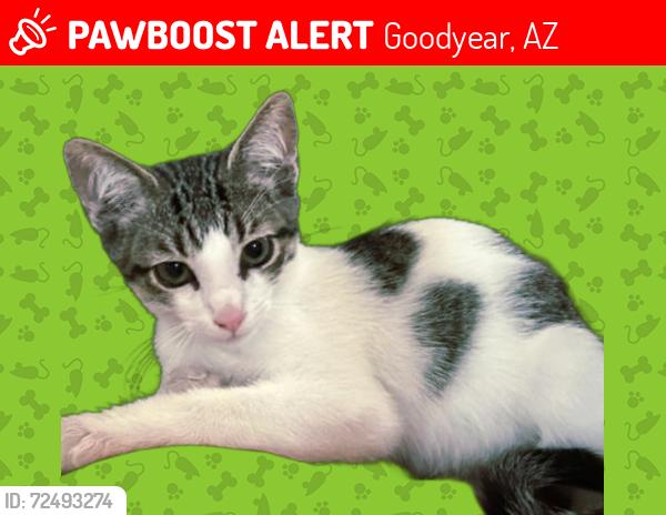 Lost Male Cat last seen Desert and palm valley pkwy, Goodyear, AZ 85395