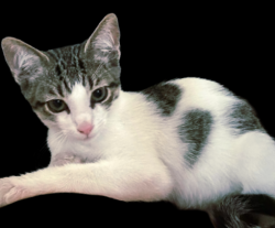 Lost Male Cat last seen Desert and palm valley pkwy, Goodyear, AZ 85395